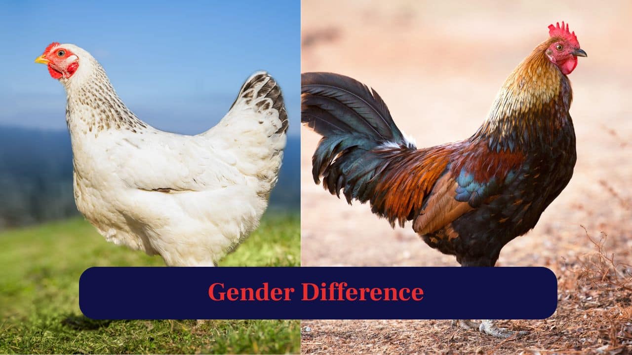 Hen vs Chicken: What’s the Difference? Hen vs Chicken: What’s the Difference?