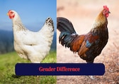 Hen vs Chicken: What’s the Difference?