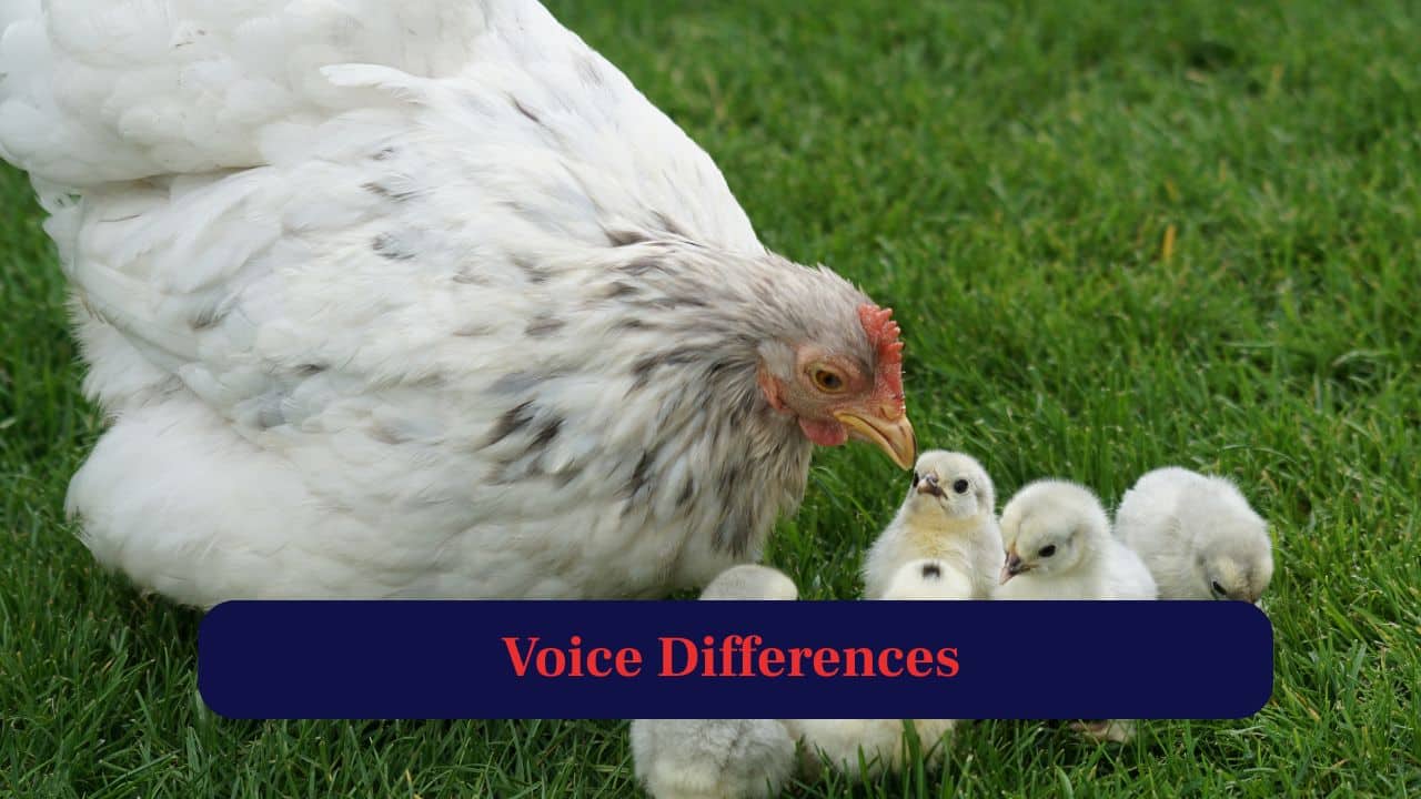 2. Voice Differences: Hens cluck softly, especially when nesting. The chickens crow loudly to mark territory or alert the flock. (Image: Canva)
