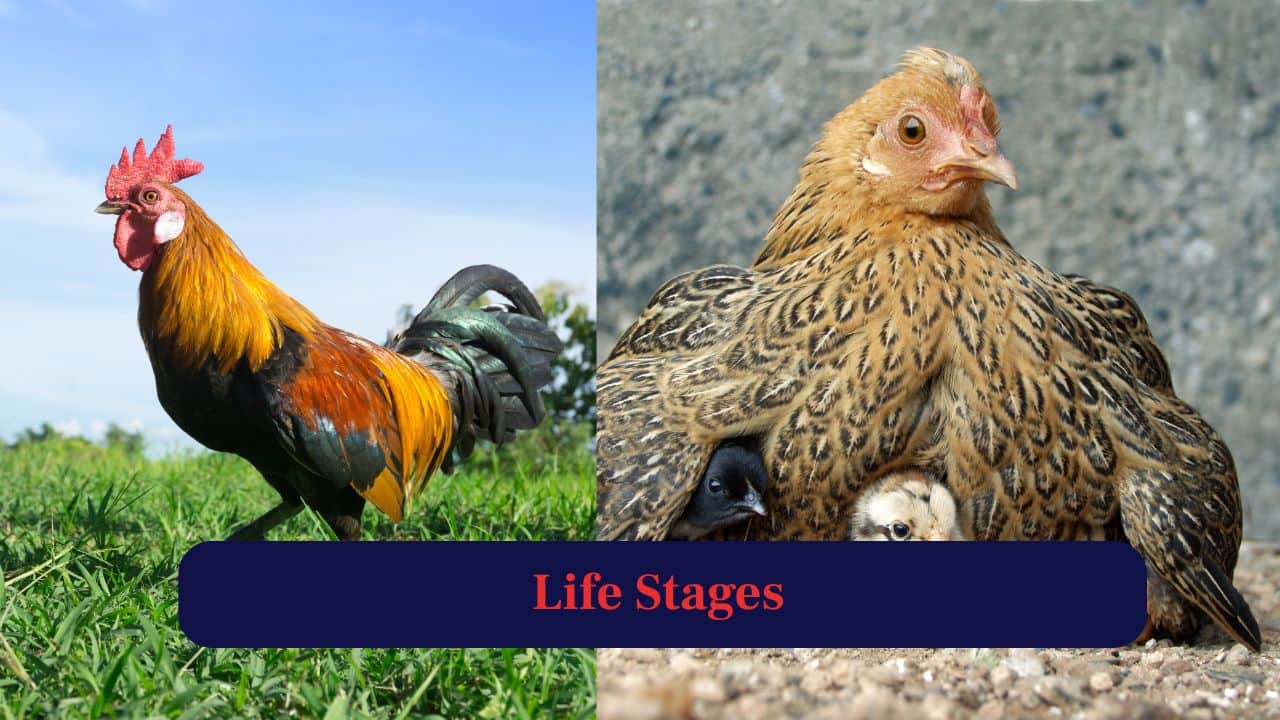 3. Life Stages: Chickens include chicks, pullets and adults. In case of “hen”, they specifically refer to a mature female chicken. (Image: Canva)