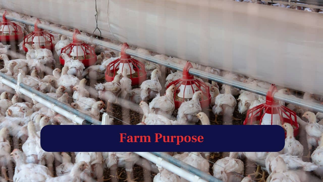 4. Farm Purpose: Hens are primarily kept for egg production, whereas male chickens may be raised for meat or breeding. (Image: Canva)
