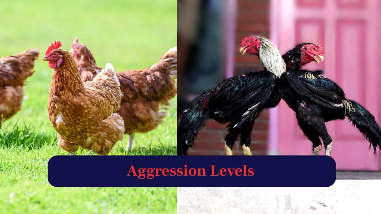 6. Aggression Levels: Hens are usually docile and calm, while roosters can be territorial or aggressive towards other males. (Image: Canva)