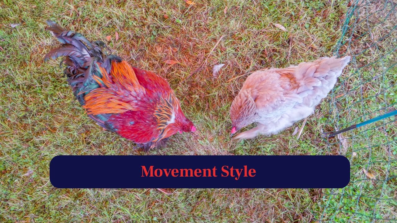 8. Movement Style: Hens tend to scratch and peck close to the ground whereas, roosters often strut proudly with pronounced steps. (Image: Canva)