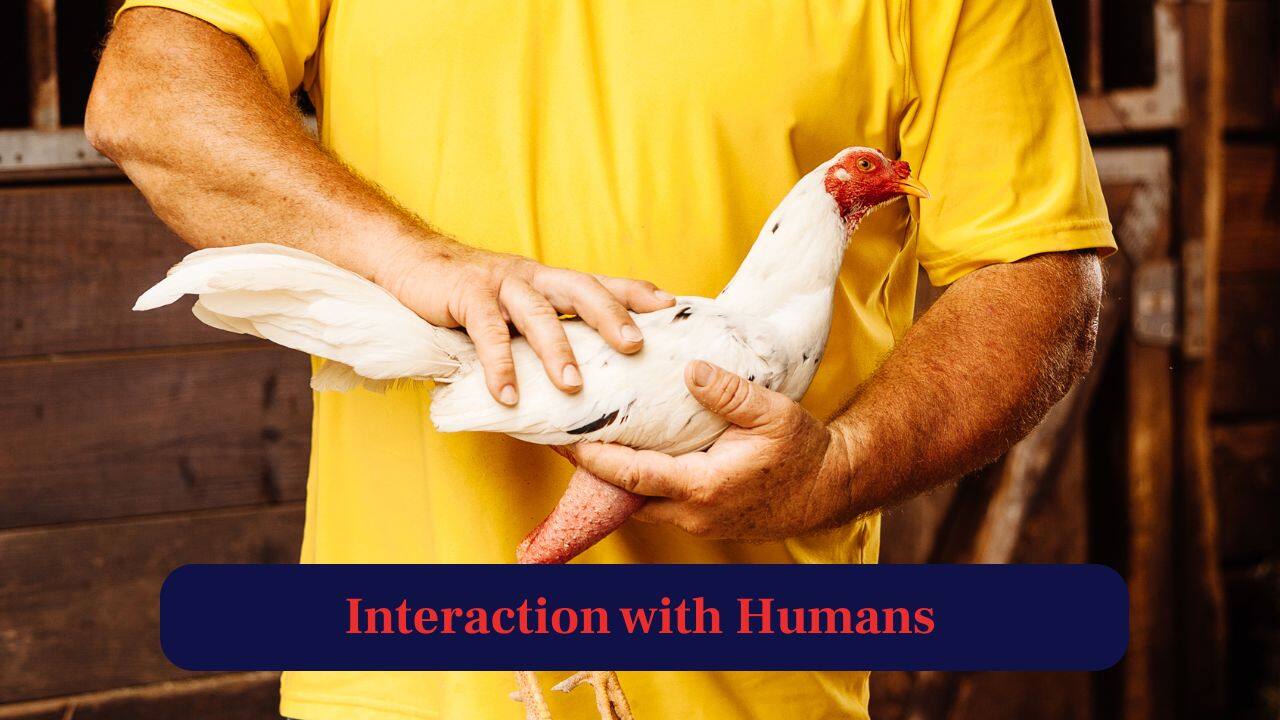 10. Interaction with Humans: Hens are usually friendlier and easier to handle. But roosters can be wary or aggressive toward humans. (Image: Canva)