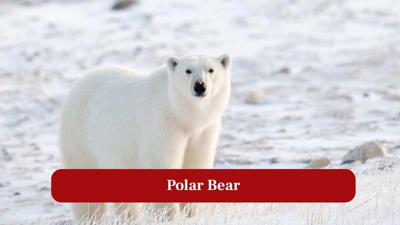 10 Most Incredible Animals That Live in the Arctic 10 Most Incredible Animals That Live in the Arctic