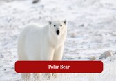 10 Most Incredible Animals That Live in the Arctic