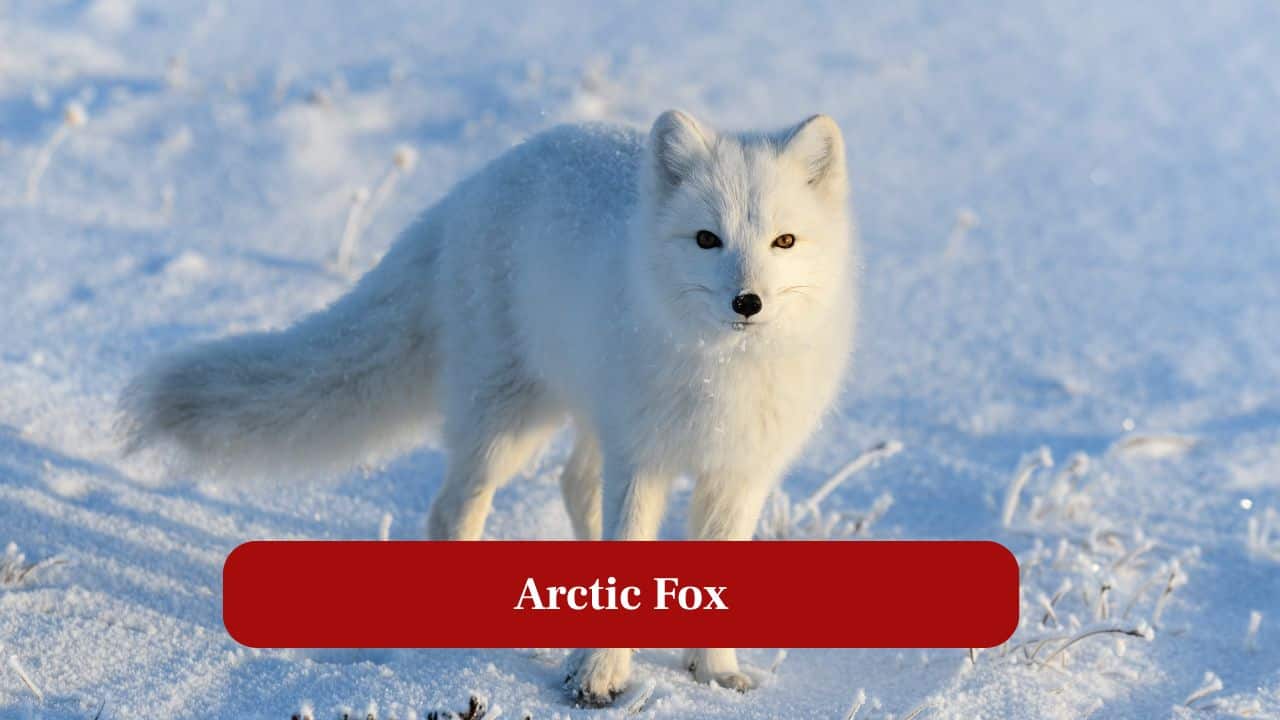 3. Arctic Fox: Small, adaptive and resilient, Arctic foxes change fur color seasonally to blend with snow or tundra. (Image: Canva)