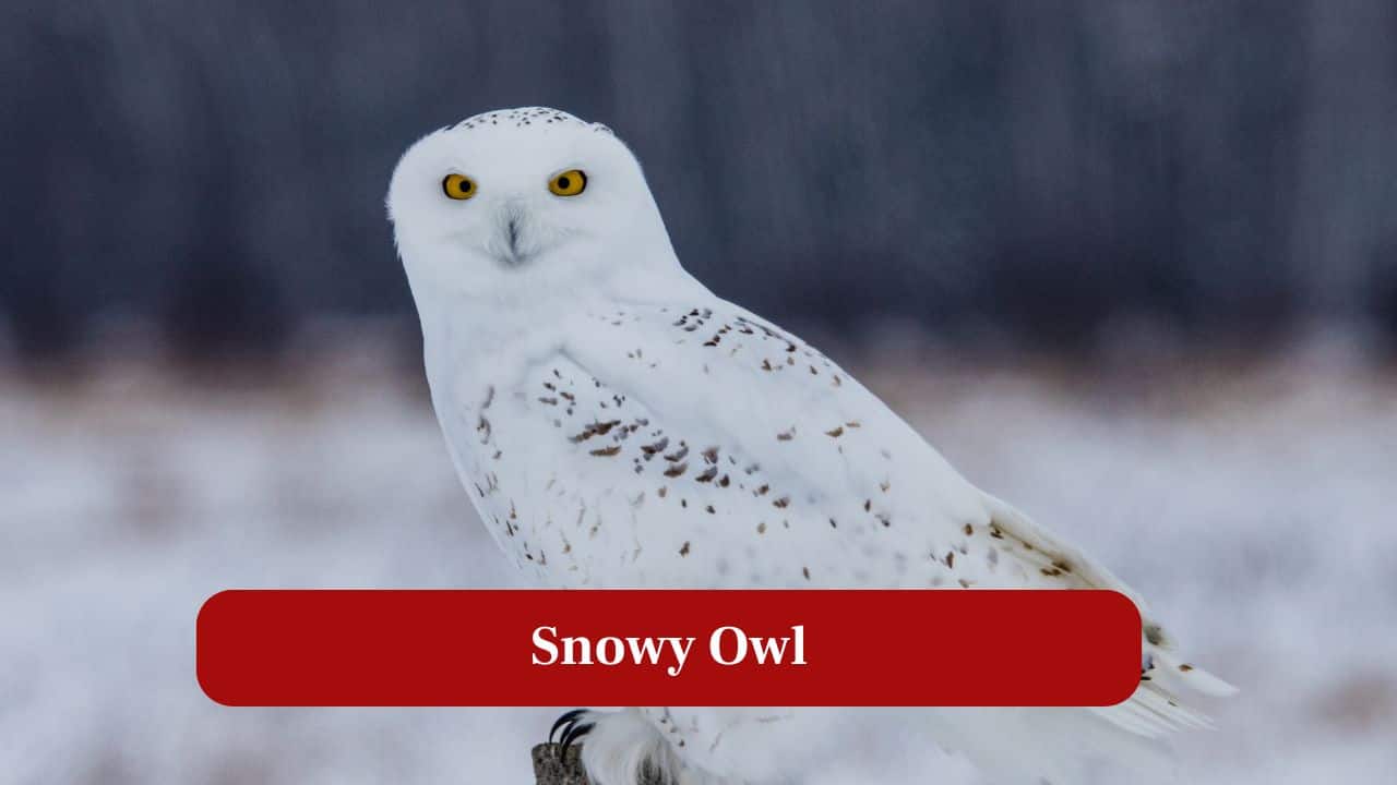5. Snowy Owl: These majestic birds thrive in tundra habitats, hunting rodents while sporting distinctive white plumage for camouflage. (Image: Canva)