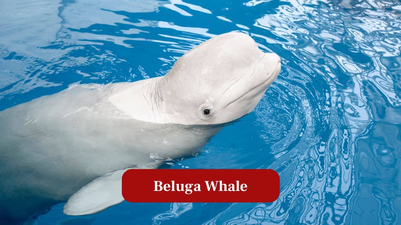 6. Beluga Whale: White “canaries of the sea,” belugas communicate with varied sounds and navigate icy Arctic waters. (Image: Canva)
