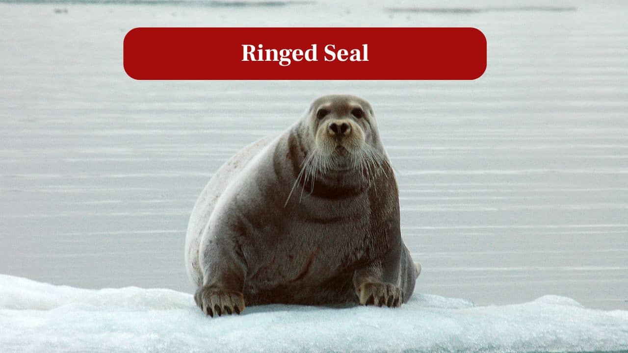 7. Ringed Seal: Primary prey for polar bears, ringed seals maintain breathing holes in ice and thrive underwater. (Image: Canva)