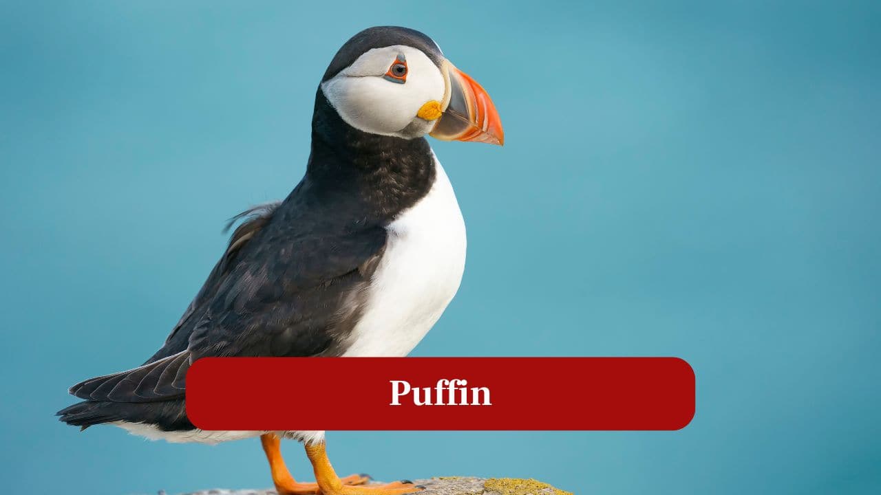 8. Puffin: Colorful seabirds, puffins nest along cliffs, dive skillfully for fish, and endure cold northern seas. (Image: Canva)