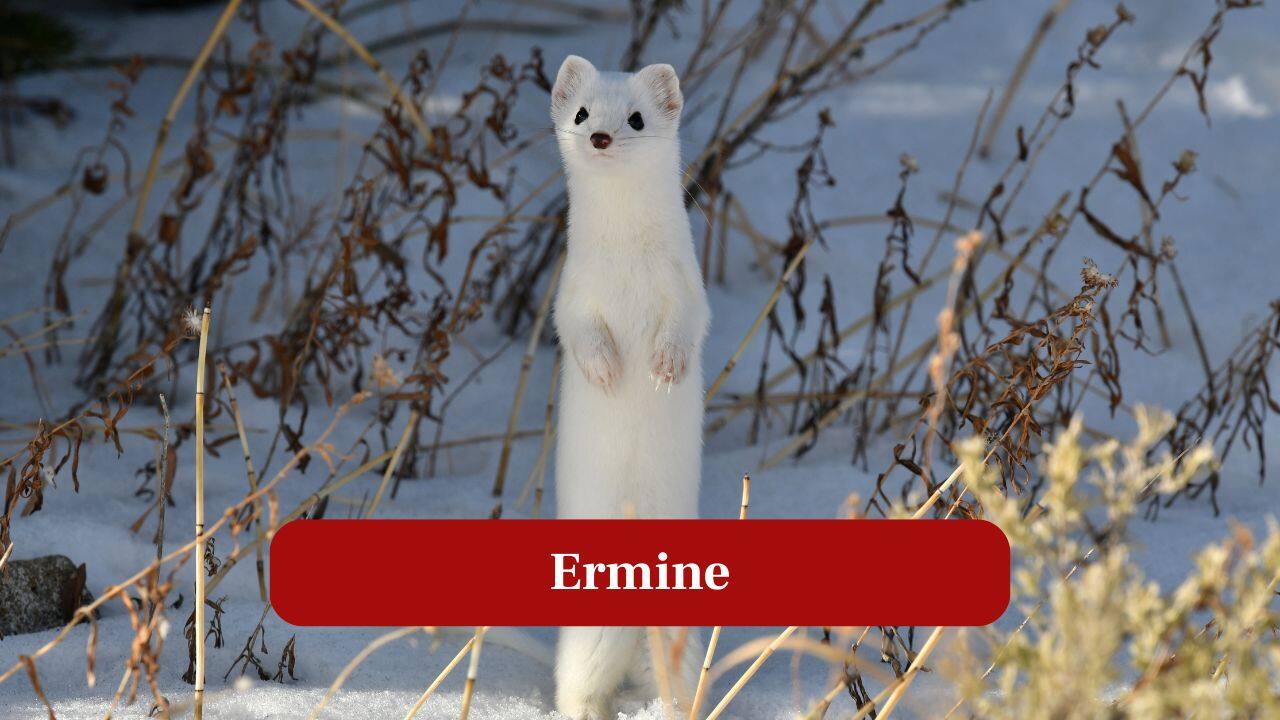 9. Ermine: They are small carnivores that change fur color seasonally. They hunt rodents across the tundra. (Image: Canva)