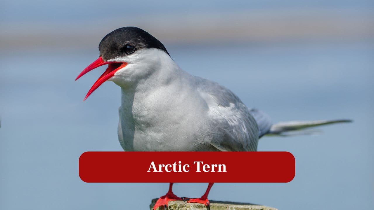 10. Arctic Tern: Famous migratory bird, Arctic terns travel thousands of kilometers between poles annually. (Image: Canva)