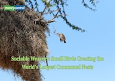 Meet this tiny bird who builds world’s largest communal nests which are shared across generations