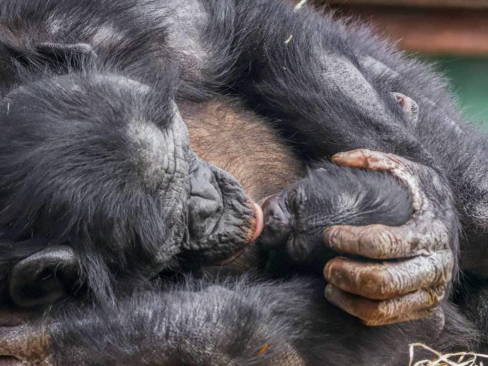 Little baby Bonobo with mother Yuli. (Image: Adam Kay/Twycross Zoo/SWNS)