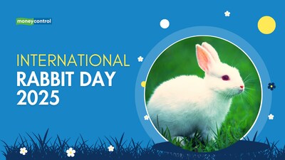 International Rabbit Day 2025: Date, Theme, History and Why It’s Celebrated