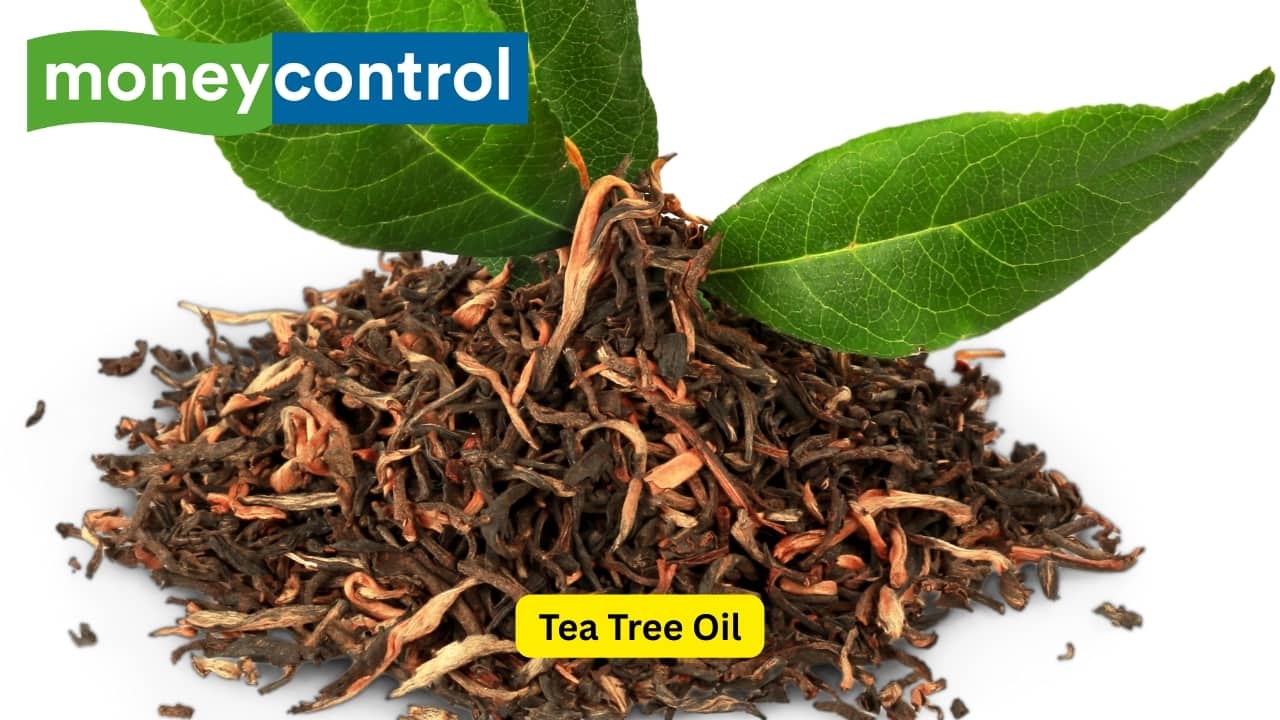 Tea Tree Oil Tea tree oil has effective antimicrobial and anti-fungal properties in its repertoire, and isn't necessarily a getting a hair growth stimulant, but it establishes the right environment for hair to grow by keeping the scalp clean and not flaky, itchy, or blocked. It helps to clear hair follicles and regulate the production of oil. Considering how concentrated tea tree oil is, a carrier oil like coconut, olive, or jojoba oil should be used to dilute the tea tree oil before applying to the scalp.(Image: Canva)