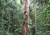 Study shows Amazon trees expanding amid climate change-Here’s what researchers discovered