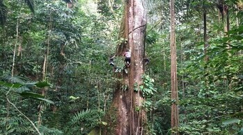 Study shows amazon trees expanding amid climate change-Here’s what researchers discovered (Image: Pauline Kindler)