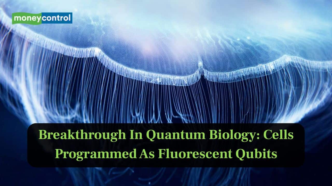 Breakthrough in Quantum biology: Cells programmed as 'fluorescent qubits'