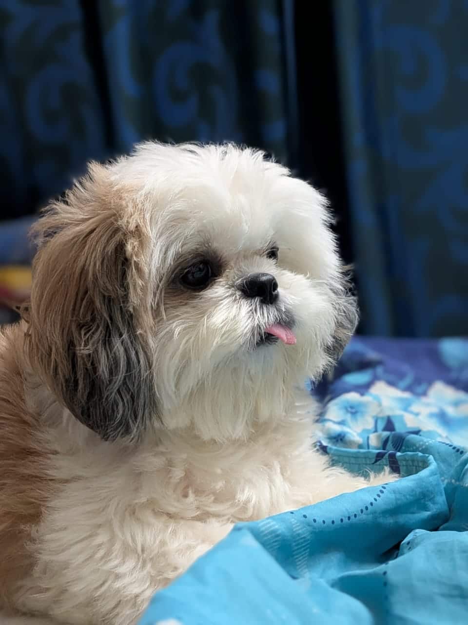 pixel 10