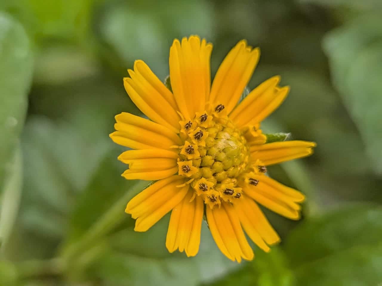 pixel 10