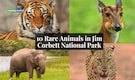 Top 10 Rare Animals in Jim Corbett National Park to Spot