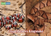 Copperhead vs Kingsnake: Who will win the battle of the apex?