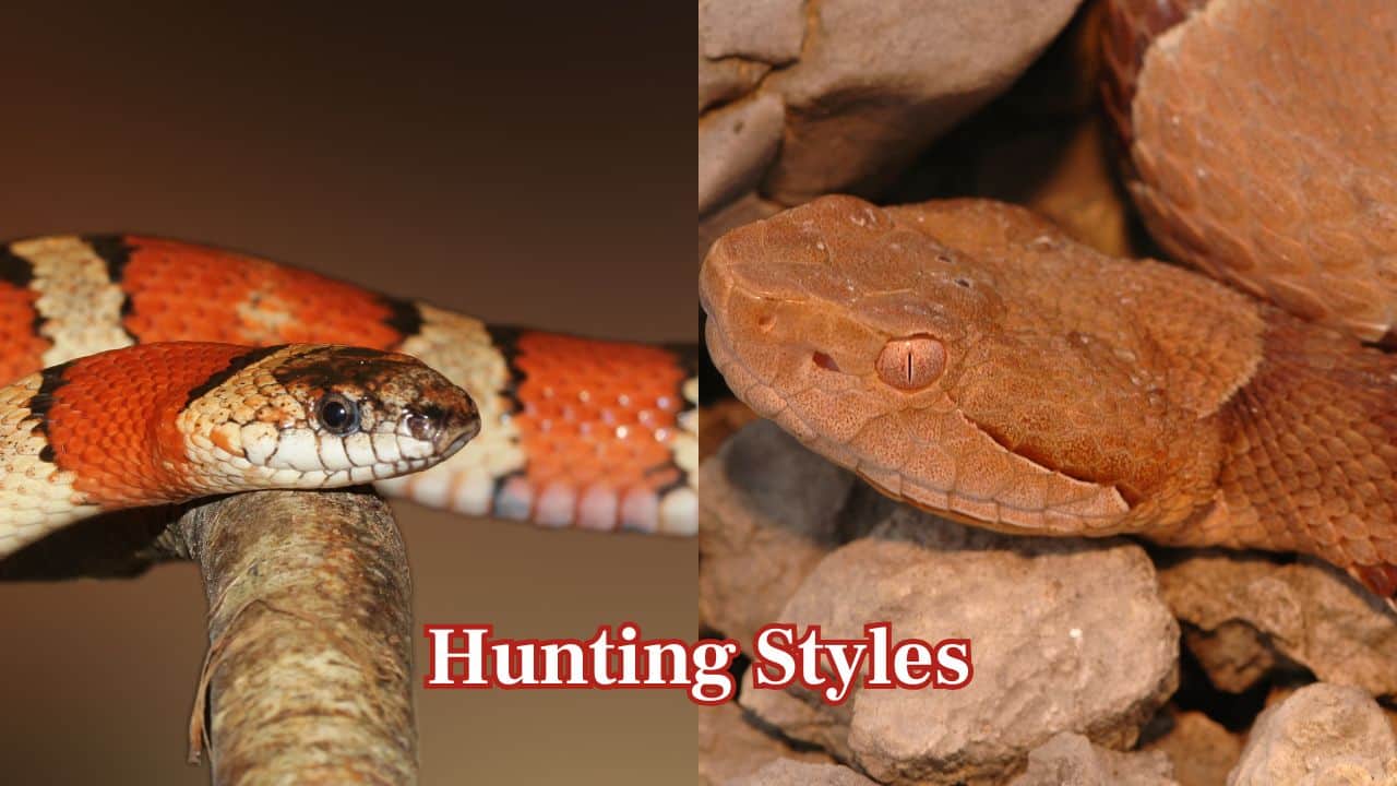 Hunting Styles: Copperheads ambush small mammals and birds, delivering their attack with accuracy. Kingsnakes hunt actively, constricting their prey, and at times preying on venomous rivals. (Image: Canva)