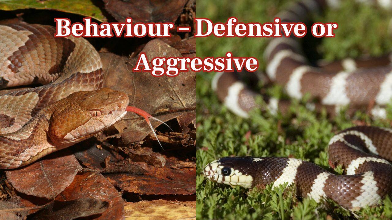 Behaviour – Defensive or Aggressive: Copperheads are reticent, tending to freeze or withdraw. Kingsnakes are more aggressive in attacking other snakes, and they have the advantage of direct confrontation. (Image: Canva)