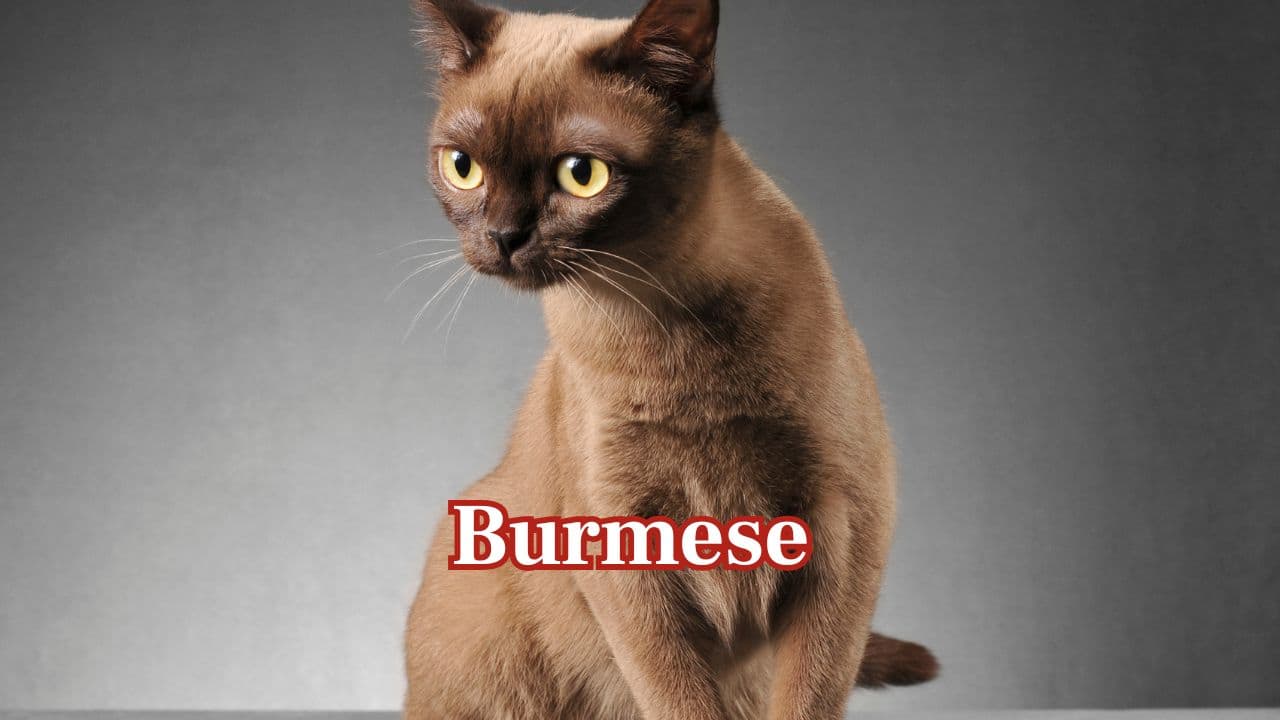 Burmese: Burmese cats possess smooth coats and muscular bodies with a strong build. They love being indoors and outdoors, tolerating heat while remaining loving and playful towards owners. (Image: Canva)