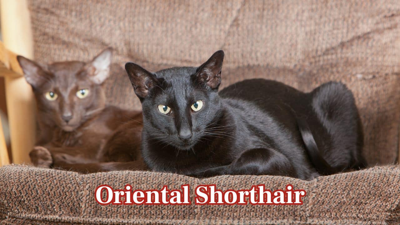 Oriental Shorthair: With their fine coat and slender build, Oriental Shorthairs are heat-tolerant. They remain busy and energetic in Indian households with their high energy levels. (Image: Canva)