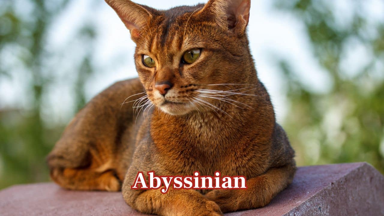 Abyssinian: Abyssinians possess short, dense coats ideal for hot climates. Inquisitive and playful, they enjoy exploring and engaging with family members. (Image: Canva)
