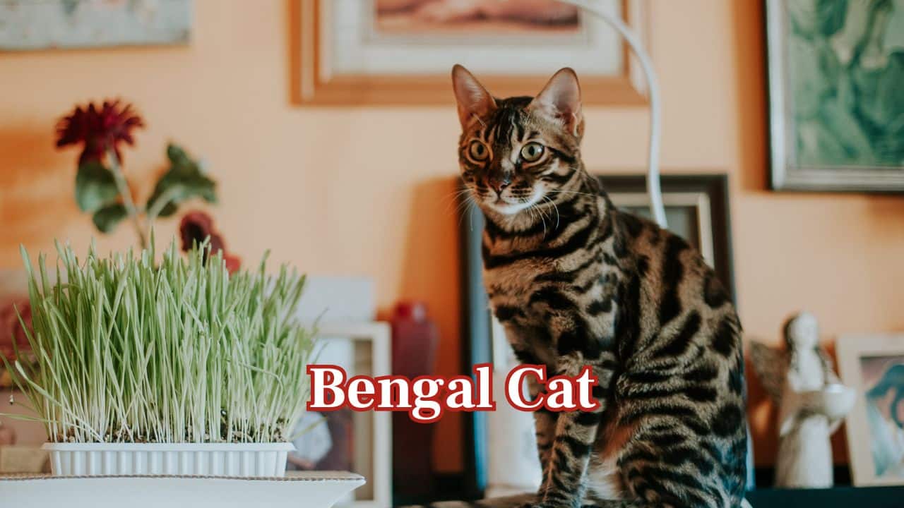 Bengal Cat: Bengals have short, dense coats and a strong physique. They are active, smart, and become accustomed to India's heat once given water and shade. (Image: Canva)