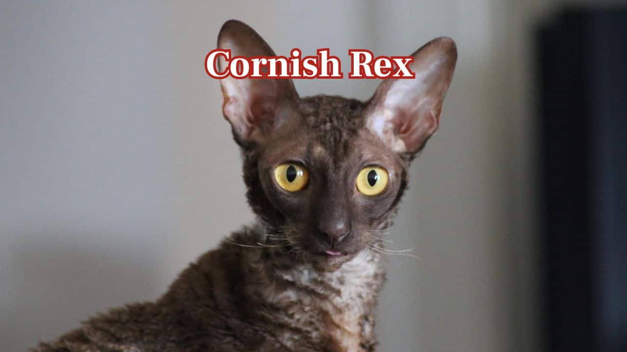 Cornish Rex:  Thin, curly coats in Cornish Rex cats cool them off. With an active, affectionate nature, Cornish Rex cats are perfect for Indian families. (Image: Canva)