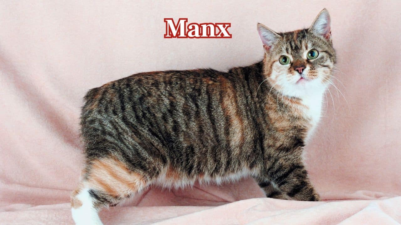 Manx: Manx cats possess short coats and strong bodies. They are fun-loving but compatible with India's hot, humid climate. (Image: Canva) 