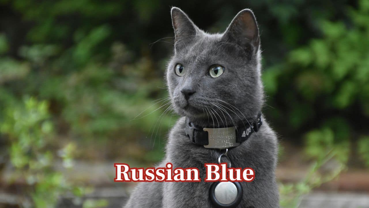 Russian Blue: Russian Blues sport dense, short coats that are compatible with moderate warmth. Their quiet, reserved nature fits Indian households looking for low-maintenance pets. (Image: Canva) 