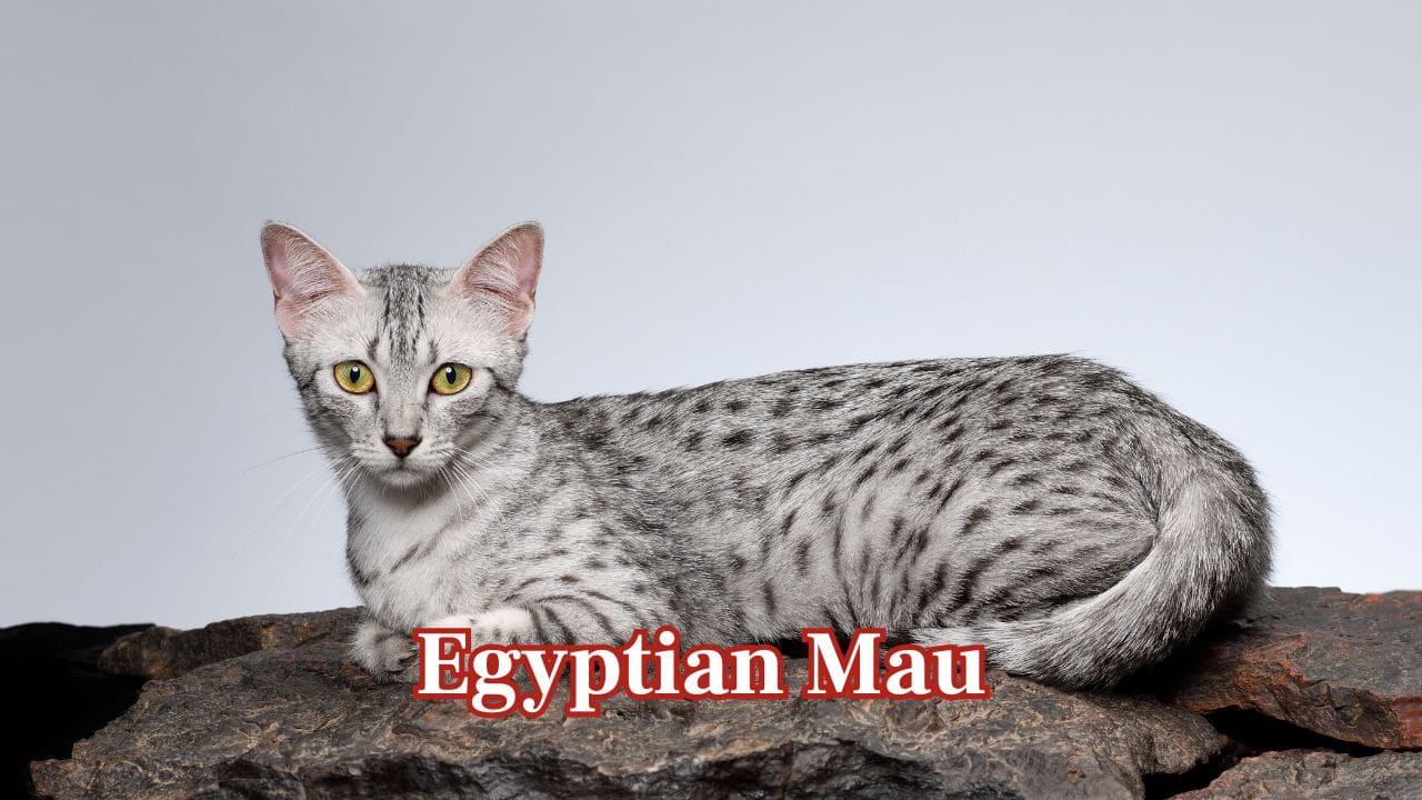 Egyptian Mau:  Egyptian Maus are short-coated, spotted cats well suited to hot weather. Active, smart, and loving, they fit well into Indian homes without losing their playfulness and vigilance. (Image: Canva)