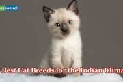 10 best cat breeds for the Indian climate