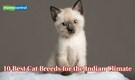 10 best cat breeds for the Indian climate