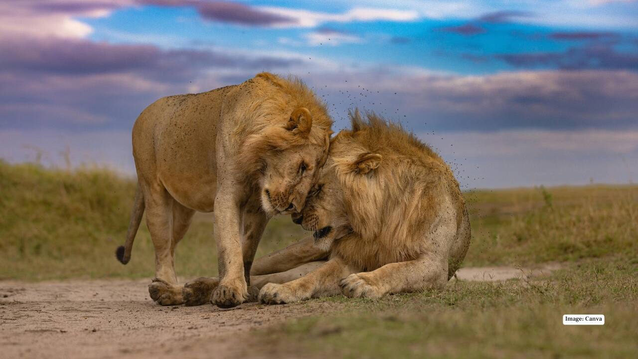 1. Maasai Mara, Kenya – The Land of Legends In the Maasai Mara, the drama of the wild unfolds daily. Witness the iconic Big Five roaming freely across endless grasslands and time your visit to see the spectacular wildebeest migration—a natural spectacle that’s as thrilling as it is humbling. (Image: Canva)