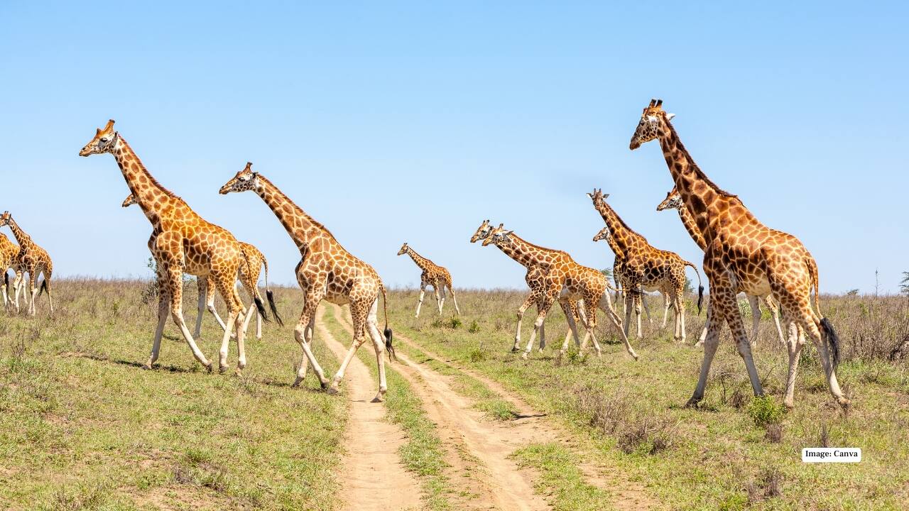 2. Serengeti National Park, Tanzania – Nature’s Theatre The Serengeti’s golden plains are home to lions, cheetahs, and elephants. Here, every safari is a front-row seat to nature’s grand theatre, with predator-prey interactions providing heart-pounding moments for photographers and wildlife lovers alike. (Image: Canva)