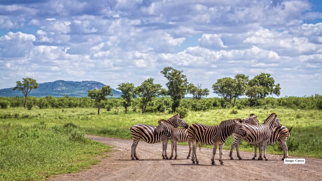 3. Kruger National Park, South Africa – The Classic Safari Kruger National Park balances wild adventure with accessibility. Explore its diverse ecosystems, from savannahs to dense forests, spotting the Big Five and over 500 bird species, all while enjoying lodges that blend comfort with a sense of raw wilderness. (Image: Canva)