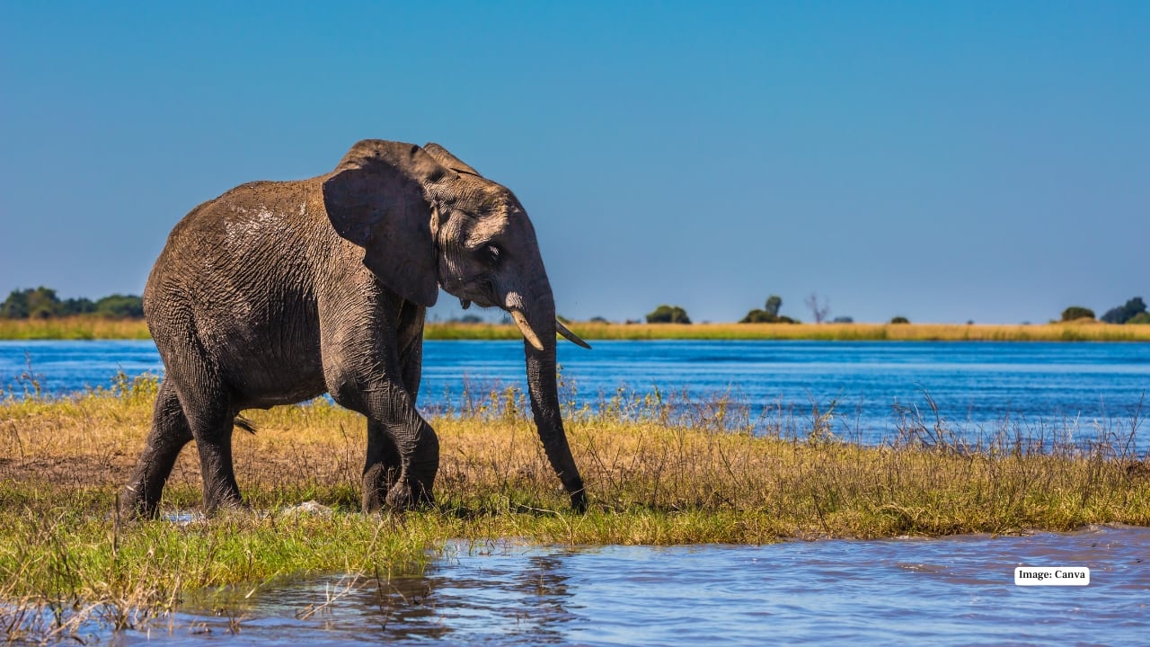 4. Okavango Delta, Botswana – Wetlands of Wonder Floating silently in a mokoro (traditional canoe) through the Okavango Delta is a safari experience unlike any other. Watch hippos, elephants, and rare antelope species emerge from lush wetlands, while the rhythm of water and wildlife creates a meditative harmony. (Image: Canva)