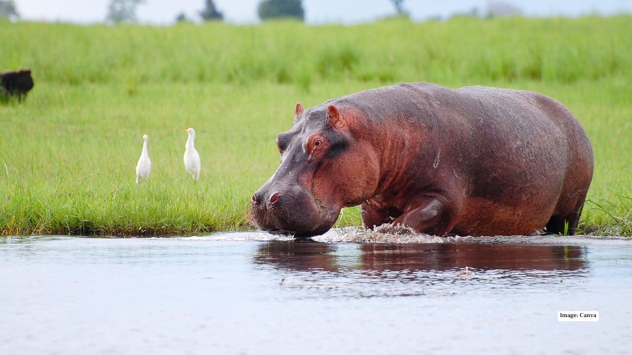 5. Chobe National Park, Botswana – River of Giants The Chobe River is alive with movement: massive elephant herds drink from the banks while crocodiles glide silently beneath the surface. Boat safaris here offer a unique perspective, turning wildlife spotting into a mesmerizing dance of nature. (Image: Canva)