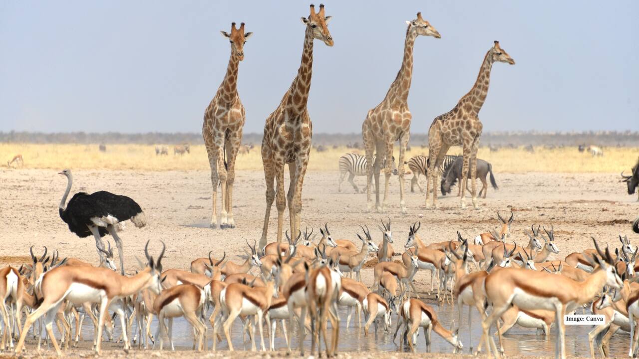 6. Etosha National Park, Namibia – Desert Miracles Etosha’s salt pans provide a stark, otherworldly landscape for safari adventures. Waterholes attract lions, giraffes, and rhinos, creating natural stages for dramatic wildlife encounters, perfect for photographers seeking that perfect shot. (Image: Canva)