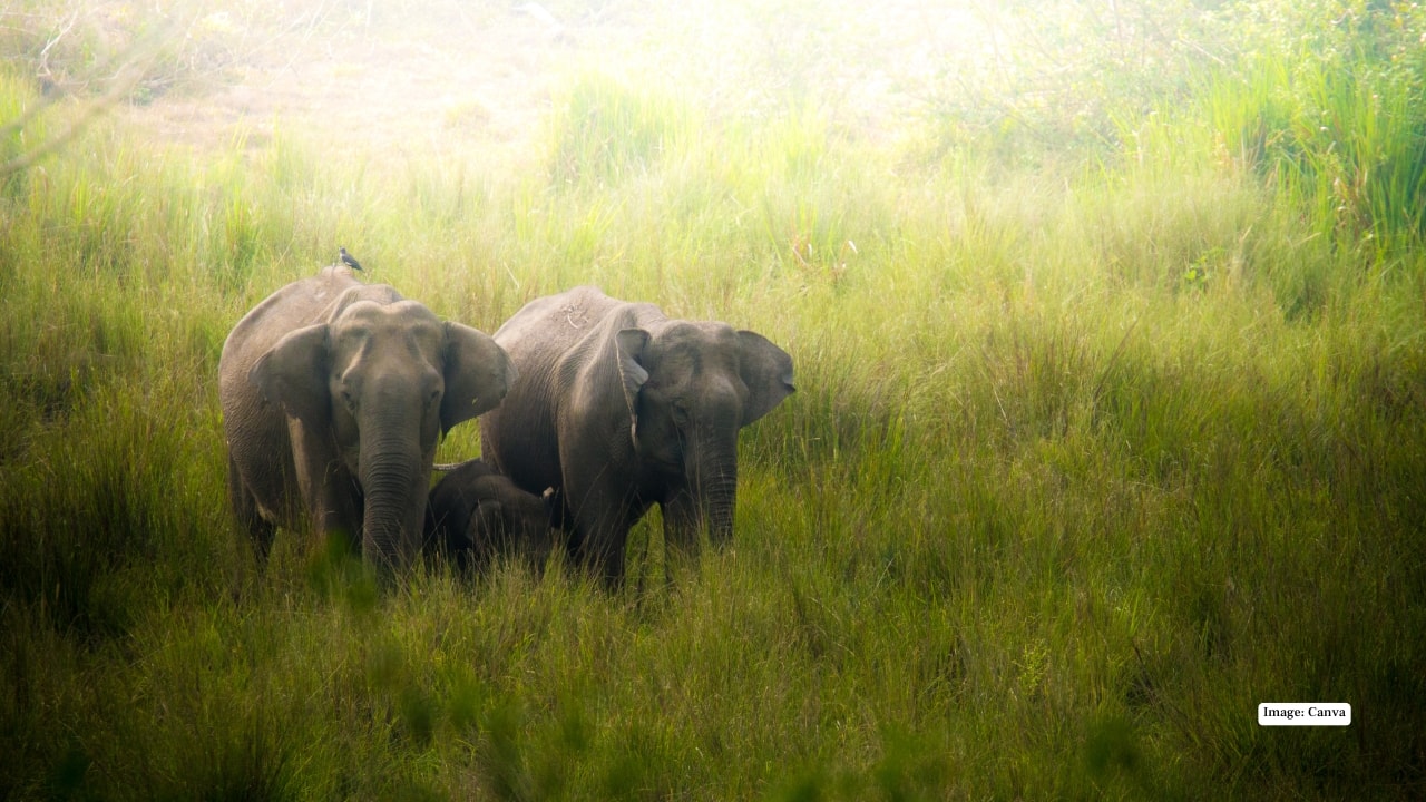 9. Kabini, India – Tigers in the Mist Kabini’s forests and the winding river create a magical setting for tiger sightings. Elephants, leopards, and an array of birds complete this rich tableau, offering an intimate glimpse into India’s incredible wildlife heritage. (Image: Canva)