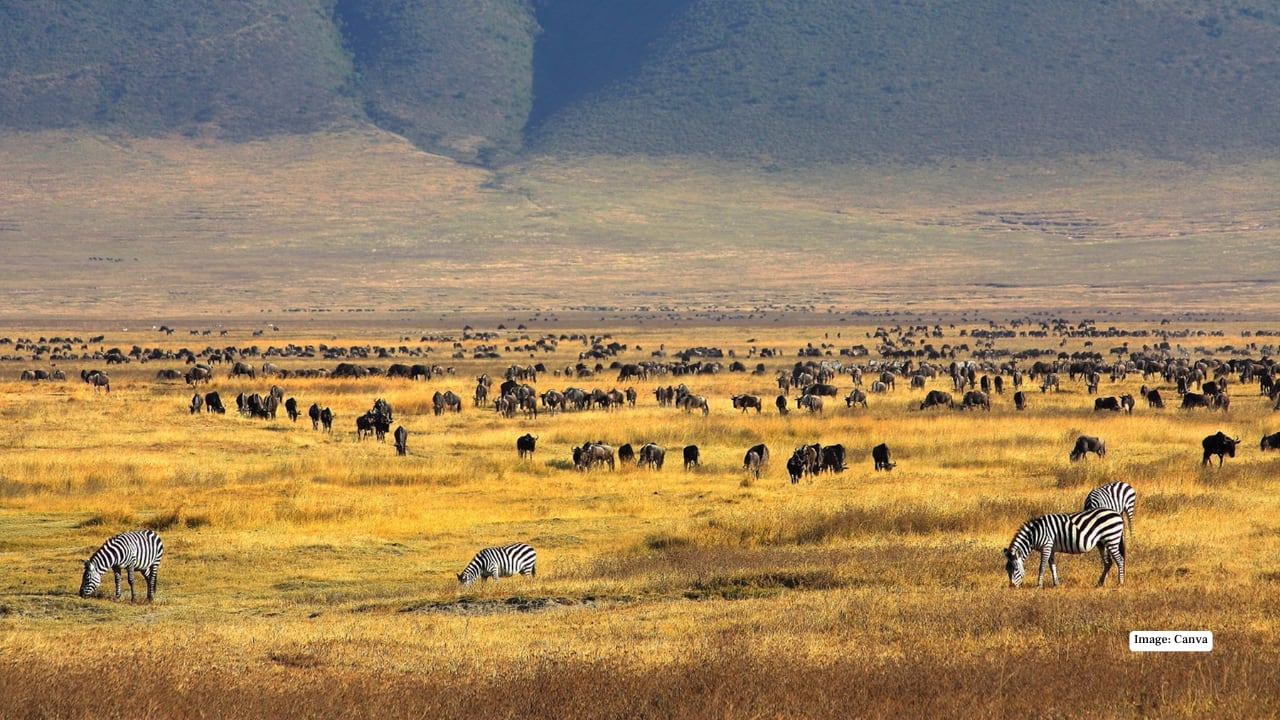 10. Ngorongoro Crater, Tanzania – Wildlife in a Natural Amphitheater This volcanic caldera is a unique microcosm of Africa’s wildlife. From flamingos on crater lakes to lions patrolling the grasslands, Ngorongoro provides unparalleled biodiversity in one breathtaking, easily navigable area. (Image: Canva)