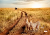 Discover 10 Dreamy Safari Destinations for the Ultimate Wildlife Experience