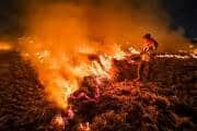 Delhi's air emergency: Why national capital chokes year after year  — Stubble burning link explained